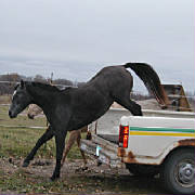 blue-in-truck-5.jpg